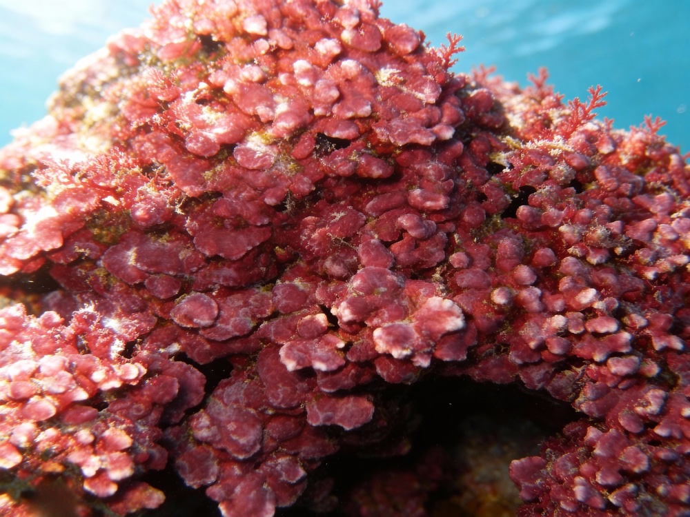 Prečo práve táto forma a dávka