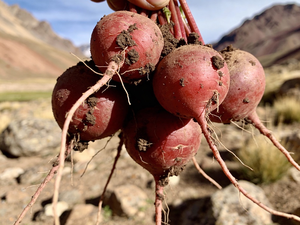 Prečo práve táto forma a dávka