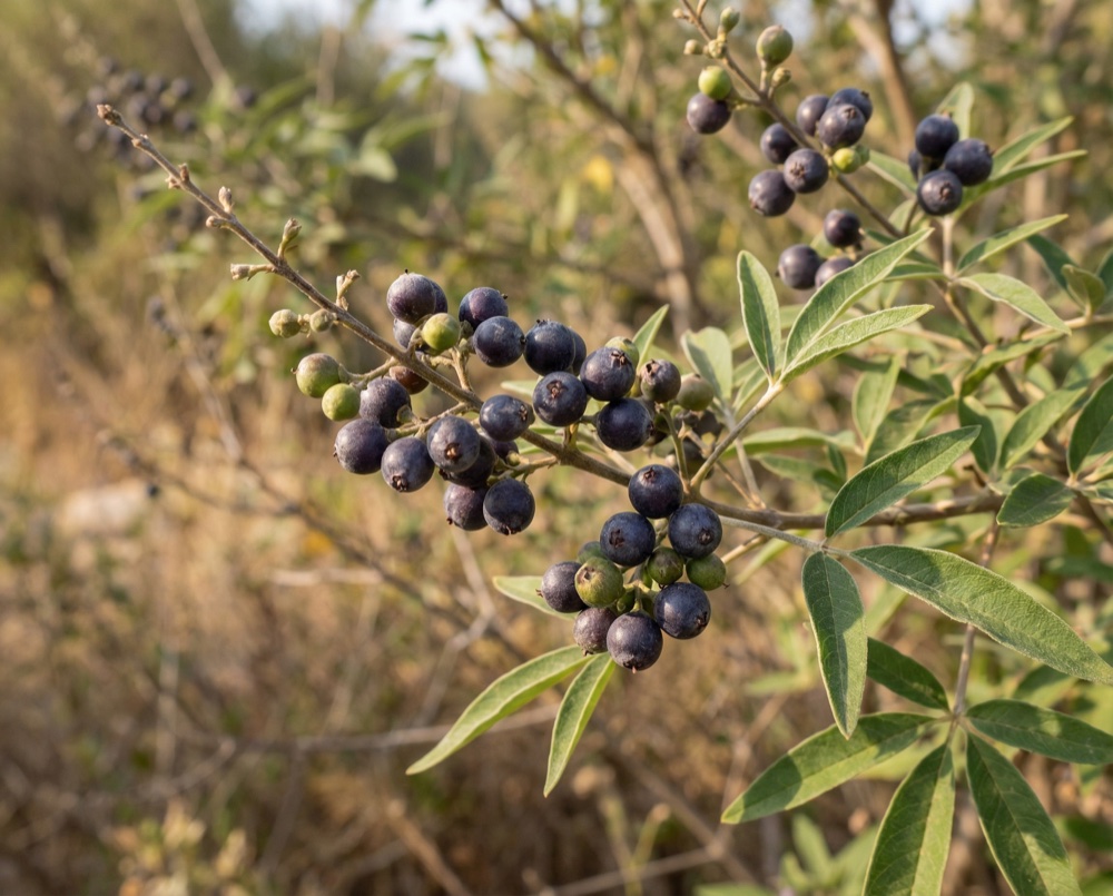 Prečo práve táto forma a dávka