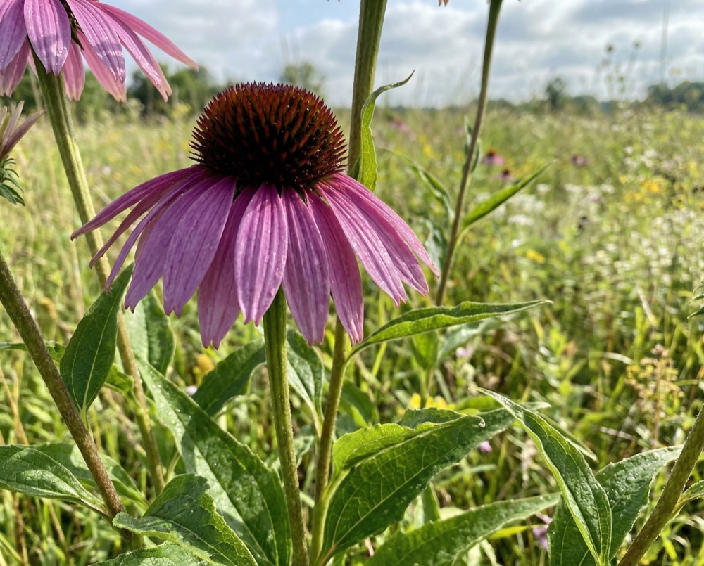 Prečo práve táto forma a dávka