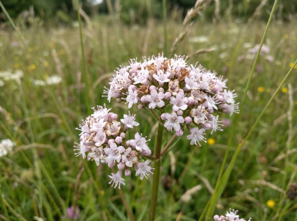 Prečo práve táto forma a dávka