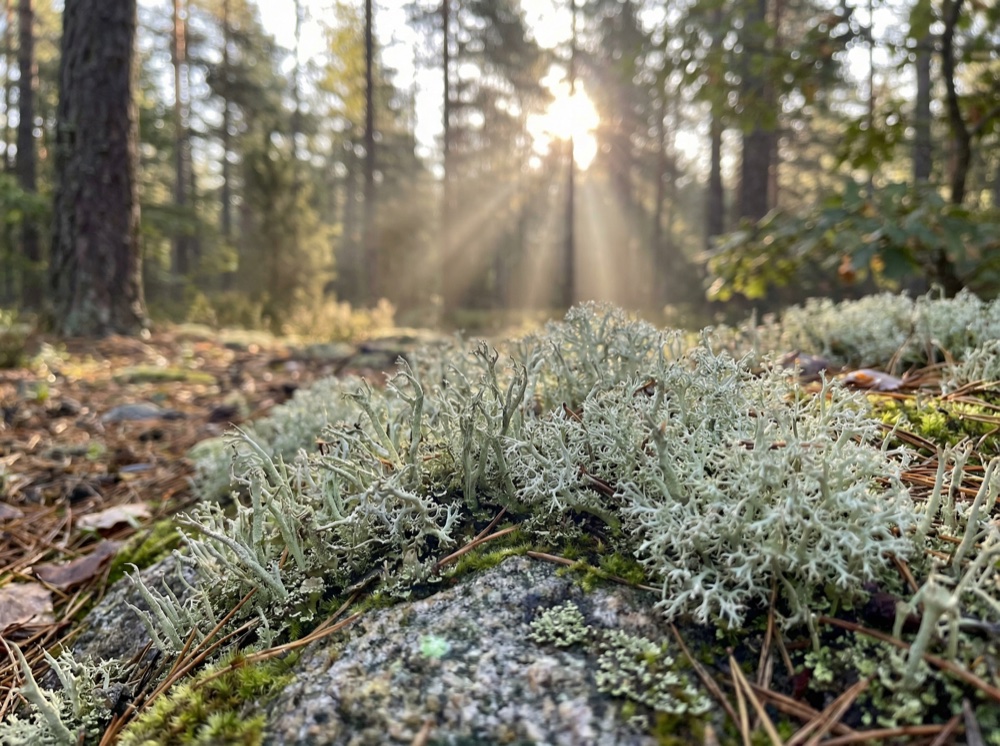 Prečo práve cholekalciferol a dávka 1000 IU